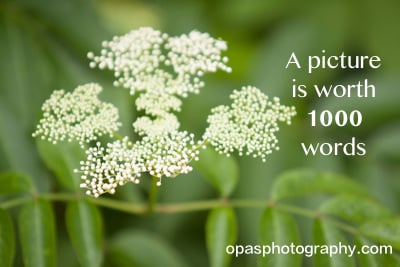 a_picture_is_worth1000