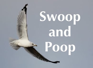 swoop_poopp