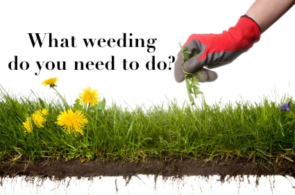 weeding